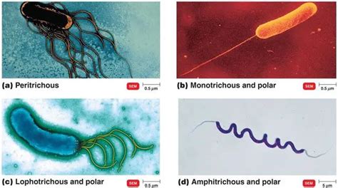 Flagella: Structure, Arrangement, Function • Microbe Online