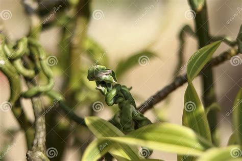 Closeup Shot of One of the Very Beautiful Types of Daun Patah Tulang Stock Image - Image of ...