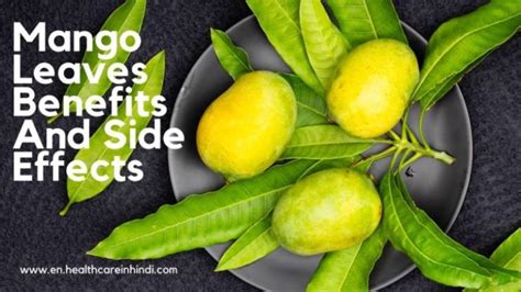 13 Mango Leaves Benefits and Side Effects