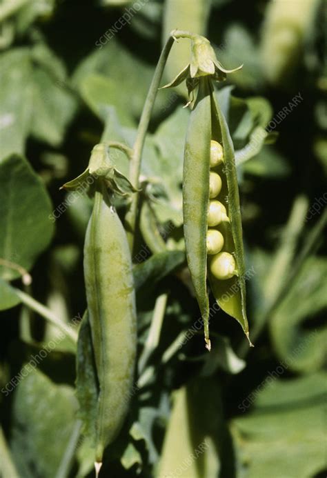 Pisum sativum - Stock Image - B830/2598 - Science Photo Library