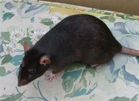 Now That's A Rat Of A Different Color : Fancy Rat Varieties | PetHelpful