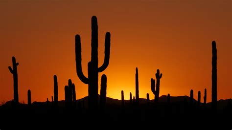 Organ Pipe National Monument | Music of Nature