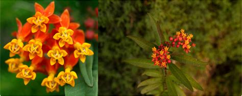 3 Kinds of ORANGE Wildflowers in Manitoba (w/Pics) – Nature Blog Network