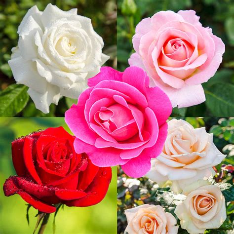 Our Choice Jumbo Hybrid Tea Rose | Shop Roses | Breck's