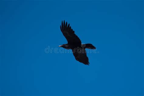 Common Raven Flying in the Sky Stock Photo - Image of level, playing ...