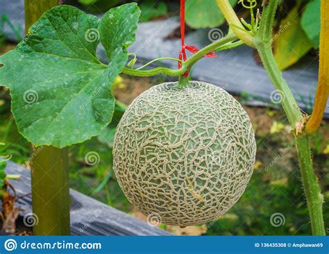 Rock Melon Fruit Stock Photos - Download 736 Royalty Free Photos