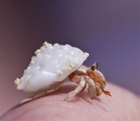 Guide to the Types of Hermit Crabs: Land Hermit Crab Species | PetHelpful