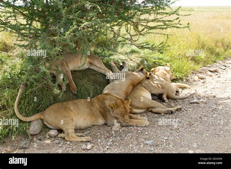 Pride of lions hi-res stock photography and images - Alamy