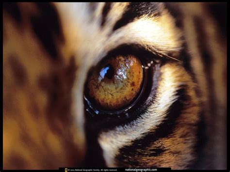 Tiger Eye - Amur Tigers Wallpaper (27143749) - Fanpop