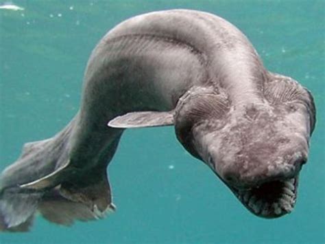 Frilled Sharks - The Oldest Living Shark Species | HubPages