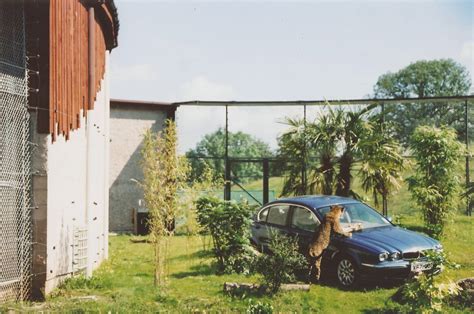 Jaguar meets Jaguar at Chester Zoo, 2001 - ZooChat