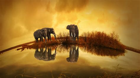 1920x1080 Resolution Elephants Wildlife River Thailand 1080P Laptop ...