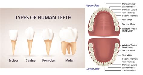 Human teeth: Types, Dental formula, Structure, Composition and ...