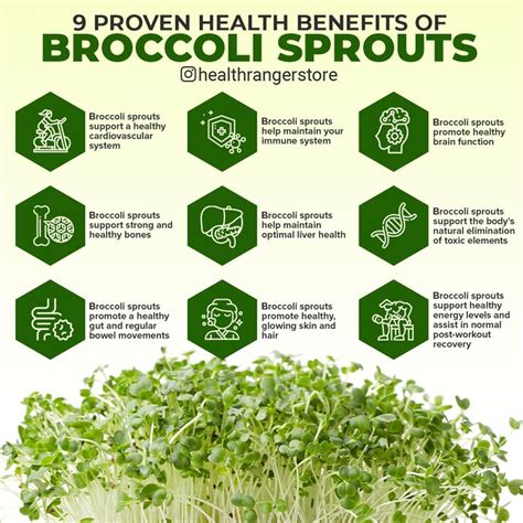 Proven health benefits of broccoli sprouts | Broccoli benefits, Sprouts benefits, Broccoli ...