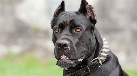 Cane Corso - Price, Temperament, Life span