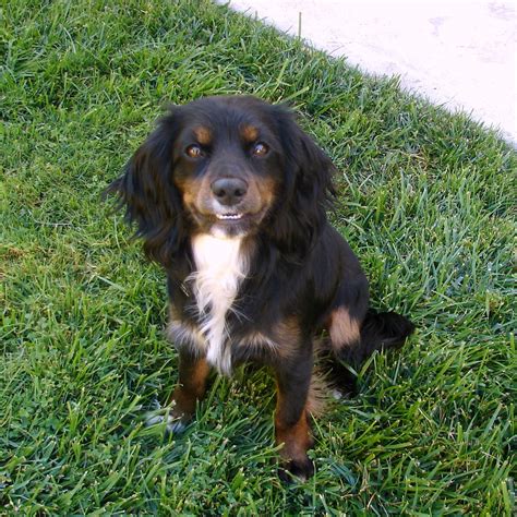 King Charles Spaniel Border Collie Mix - MIXERXJ