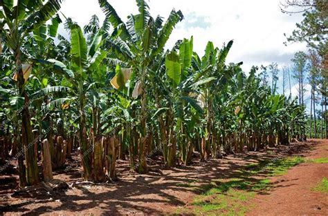 Banana Production Introduction | Banana Peeling Machine, Banana Slicing Machine, Banana Paste ...