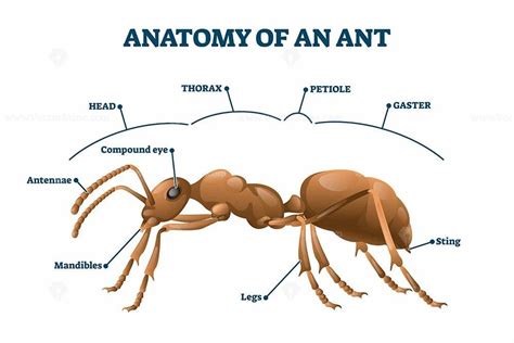 Ant anatomical structure vector illustration Vet Medicine, Open Fonts, Thorax, Suez, Teaching ...