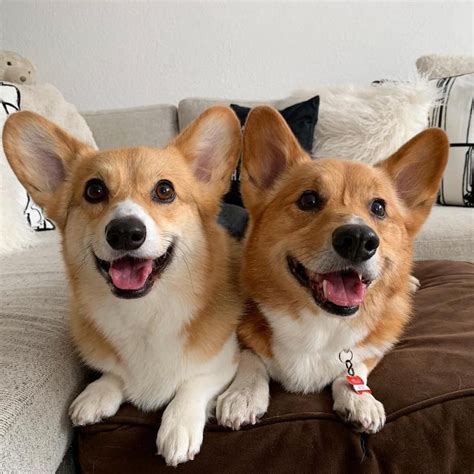 Pembroke Welsh Corgi Dog Breed Information, Images, Characteristics, Health