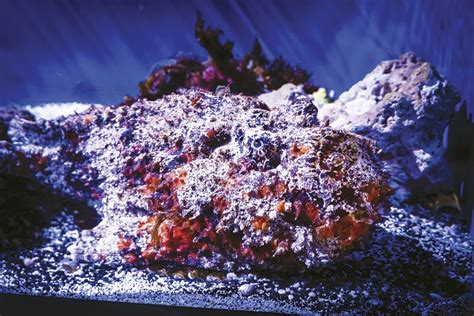 Aquarium of the Pacific | Online Learning Center | Reef Stonefish