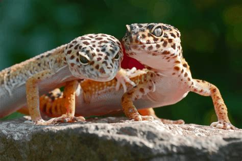 Leopard Gecko Breeding: How To Guide