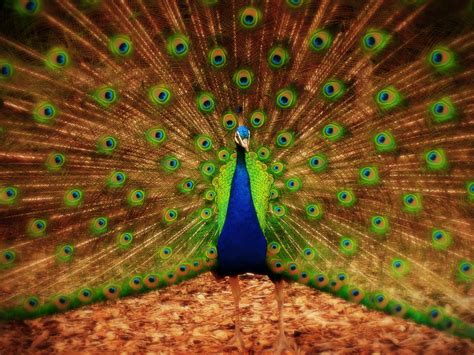 Wallpapers Peacock - Wallpaper Cave