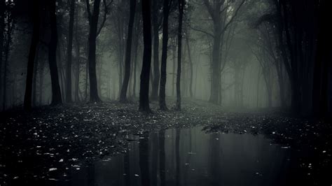 Creepy Forest Wallpapers on WallpaperDog