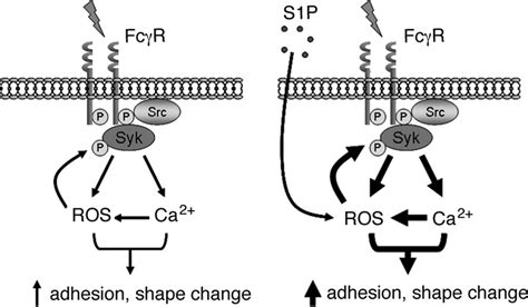 Model of Fc receptor signaling feedback loop. Left panel, Immune... | Download Scientific Diagram