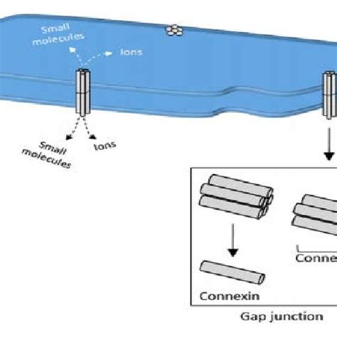 Showing the Ideal Structure of Gap Junctions that Facilitate... | Download Scientific Diagram