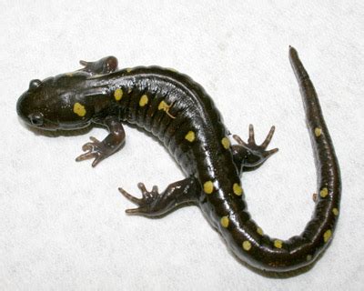 Yellow Spotted Salamander Facts, Habitat, Diet, Life Cycle, Baby, Pictures