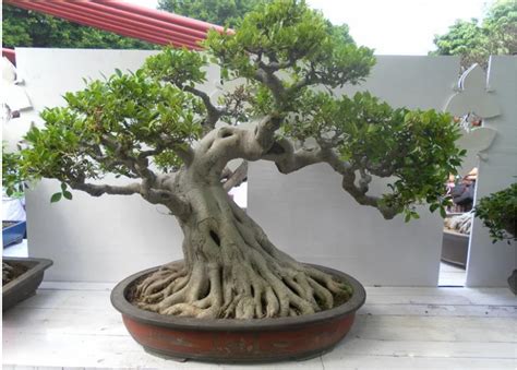 Bonsai Tree For Sale - change comin