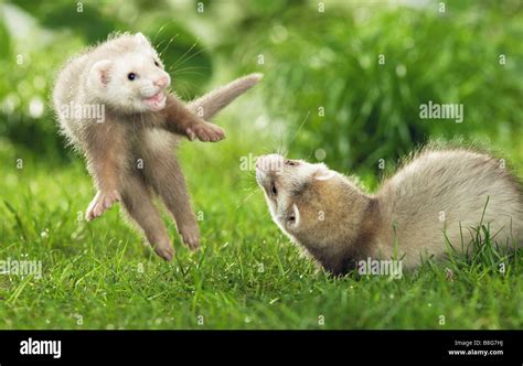 two young ferrets (Mustela putorius) playing in grass Stock Photo - Alamy