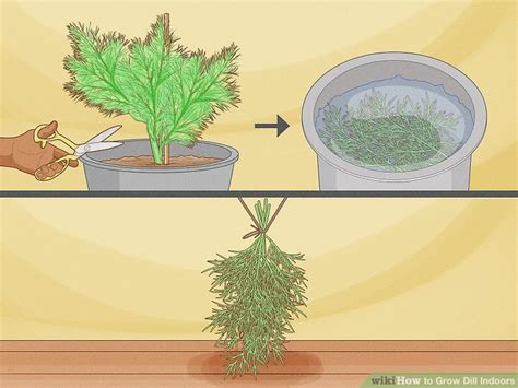 Growing Dill Indoors: Complete Care Guide for Potted Dill