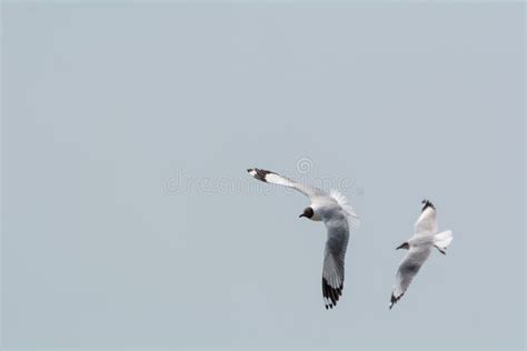 Two seagulls flying. stock image. Image of together, dream - 70945077