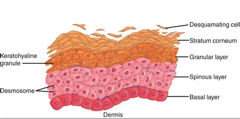 Layers Of Epidermis