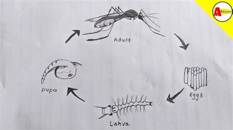 Anopheles Gambiae Life Cycle