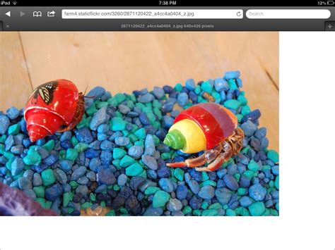 Painted hermit crab shells. :) Hermit Crab Shells, Hermit Crabs, Diy Decoration, When I Grow Up ...