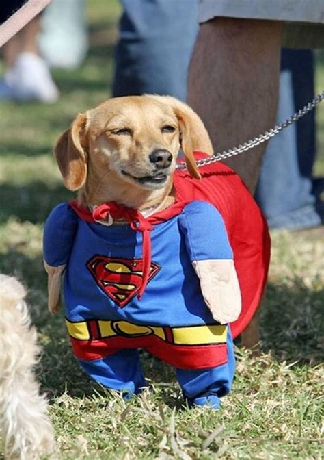 Halloween Costumes For Dogs: An Overload Of Cuteness – Easyday