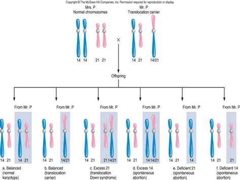 PPT - ANEUPLOIDY PowerPoint Presentation, free download - ID:2950515