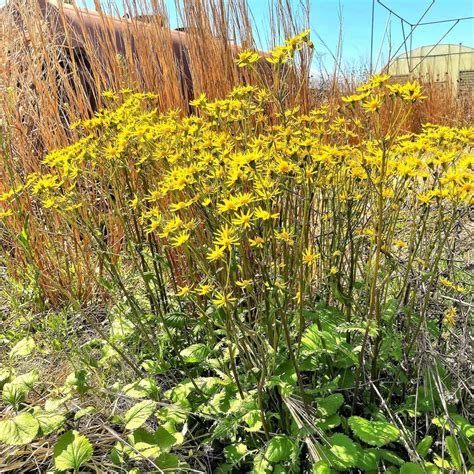 Packera aurea syn. Senecio Aureus from Babikow Wholesale Nursery