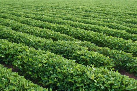 Groundnut Farming