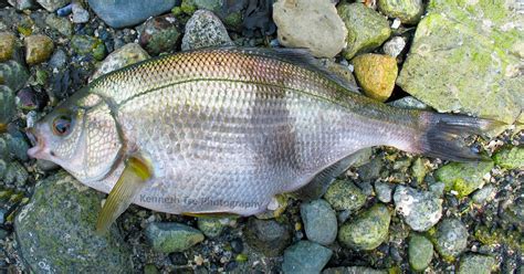 Surfperch Family Photographs, and Information – Embiotocidae | Mexico ...