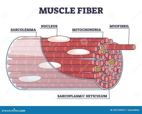 Muscle Fiber Diagram Labeled