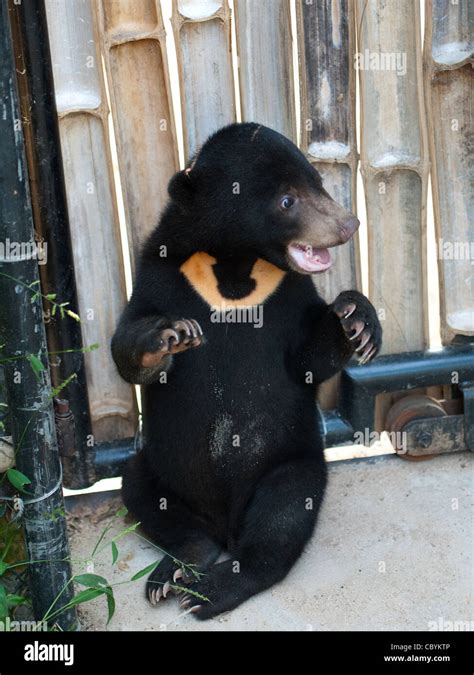 Sun Bear Cub High Resolution Stock Photography and Images - Alamy