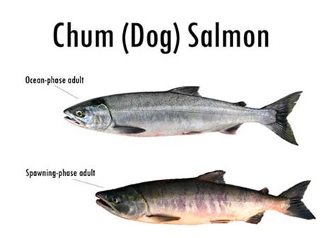 Types Of Salmon Fish - Unique Fish Photo