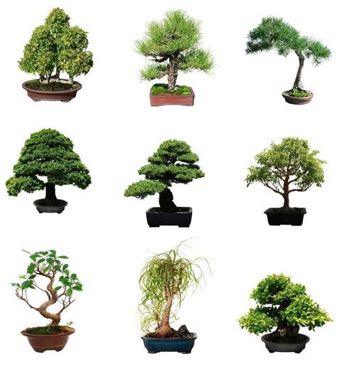 Bonsai Types With Pictures