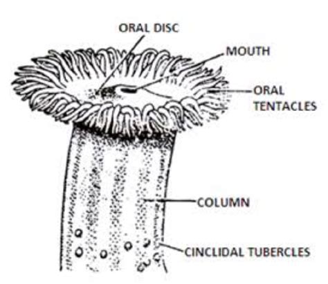 Will the diagram of sea anemone come in exam Also provide an easy diagram of Sea Anemone No ...