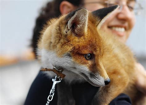 Are There Different Breeds of Pet Foxes?