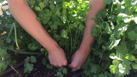 Harvesting Cilantro - YouTube