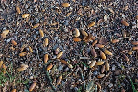 Oak Tree Nuts on the Ground during Autumn Stock Photo - Image of dried, snack: 201600530